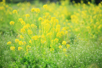 Fototapeta premium 菜の花