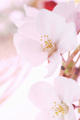 桜の花びら