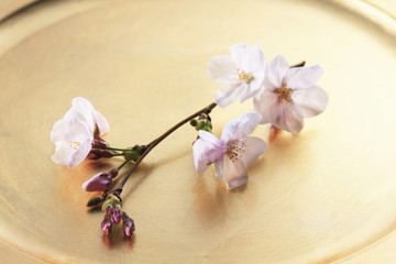 Fototapeta na wymiar 桜とお盆