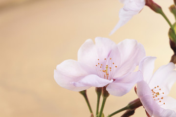 桜とお盆