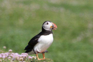 Puffin I