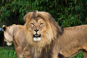 Lions in the Zoo