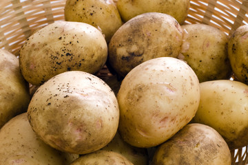 Fresh Potatoes