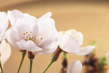 Fototapeta na wymiar 桜、和風イメージ