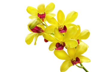 Yellow orchid - Powered by Adobe