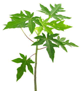 papayer, CARICA PAPAYA
