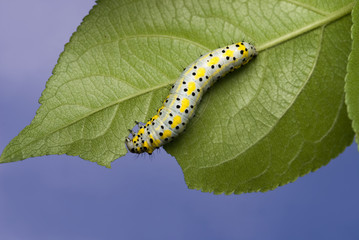 spotted caterpillar