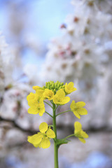 菜の花と桜