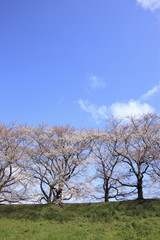 Fototapeta premium 桜並木