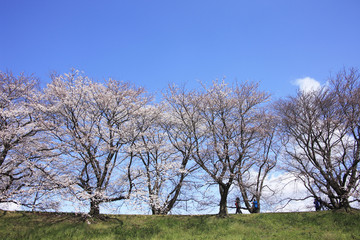 Obraz premium 桜並木