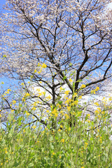 Fototapeta premium 菜の花と桜