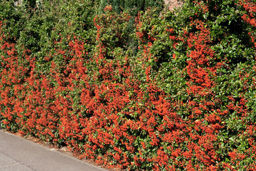 Pyracantha wall along pathway