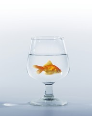 gold fish in glass