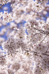 Obraz premium 桜