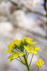 菜の花と桜