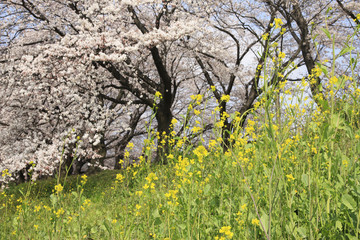 菜の花と桜