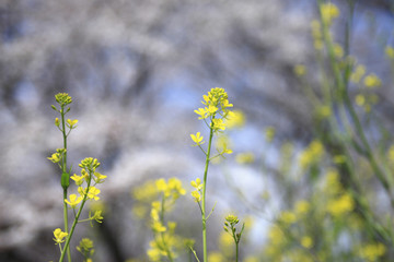 菜の花と桜
