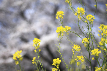 菜の花と桜