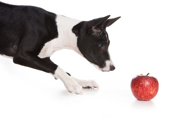 Fototapeta premium Basenji dog isolated on white