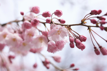 枝垂れ桜