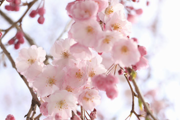 枝垂れ桜