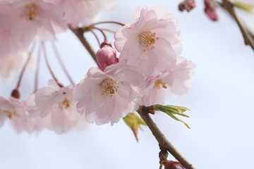 枝垂れ桜