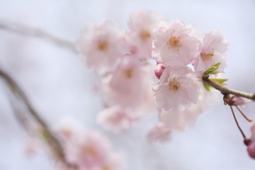 枝垂れ桜