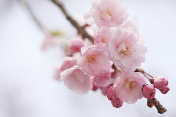 枝垂れ桜