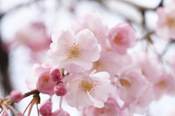 枝垂れ桜