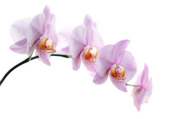 Obraz na płótnie Canvas Pink spotted orchids isolated on white background