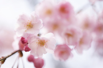 枝垂れ桜