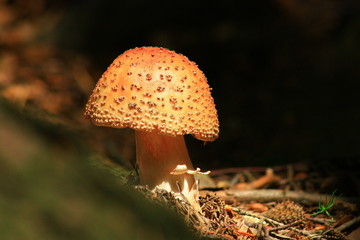 fungus