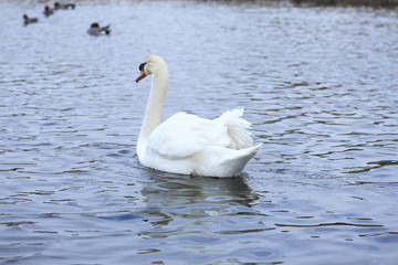 Fototapeta premium 白鳥