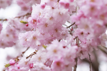 桃の花