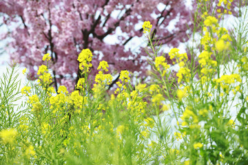 Fototapeta premium 菜の花と桃