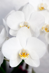 Naklejka na ściany i meble Phalaenopsis, Orchidee