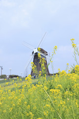 菜の花と風車