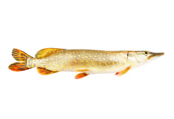 Super fresh pike fish isolated on white