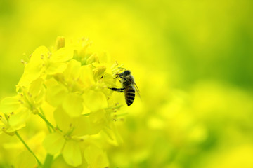 菜の花とミツバチ