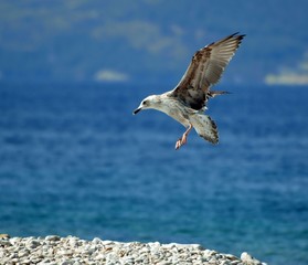 sea hawk