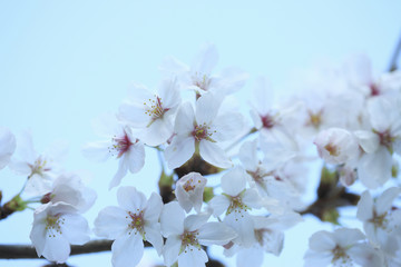 Fototapeta premium 桜