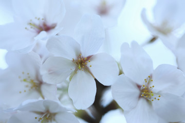 Fototapeta premium 桜