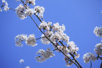 桜