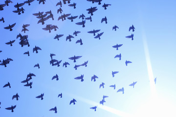 鳩