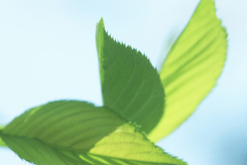 若葉
