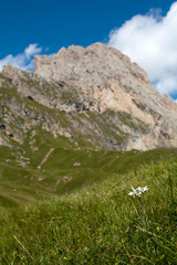 Fototapeta premium Edelweiß in den Alpen