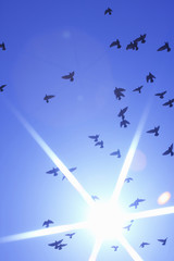 Fototapety na wymiar - Fototapeta24.pl