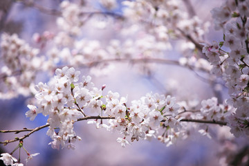 桜並木