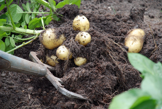 Kartoffeln ausgraben