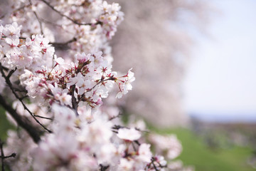 桜並木
